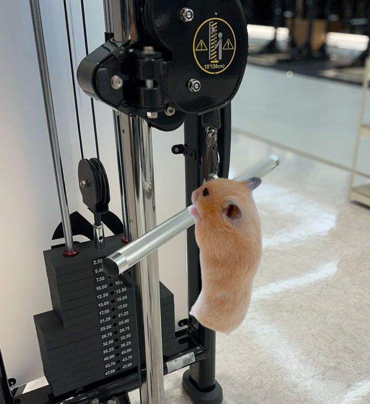 Tweets Of Hamster tweet media