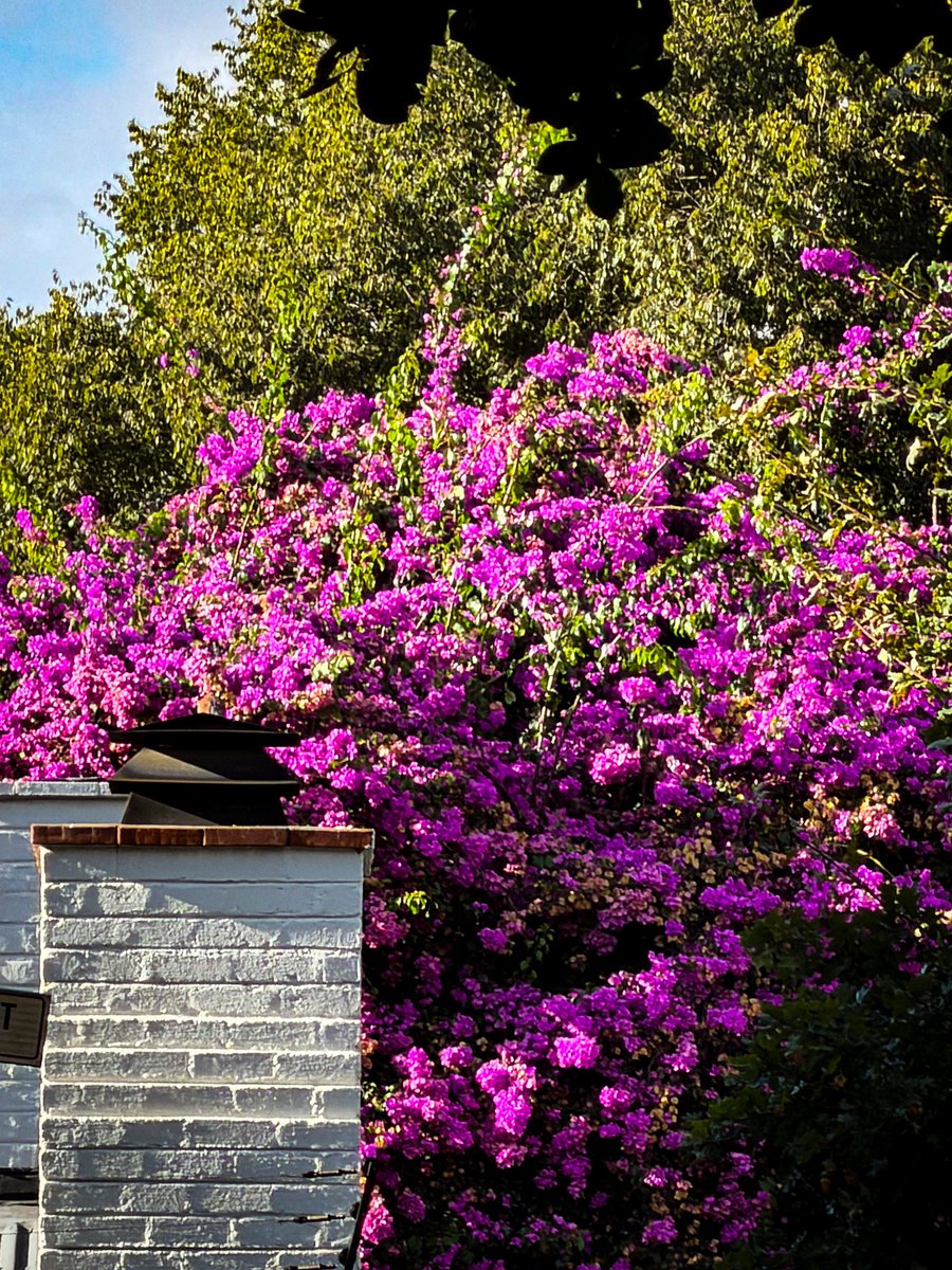 Ulrich Janse van Vuuren tweet media