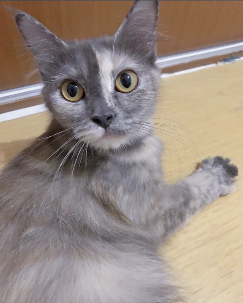 gagahmei🍵 tweet media