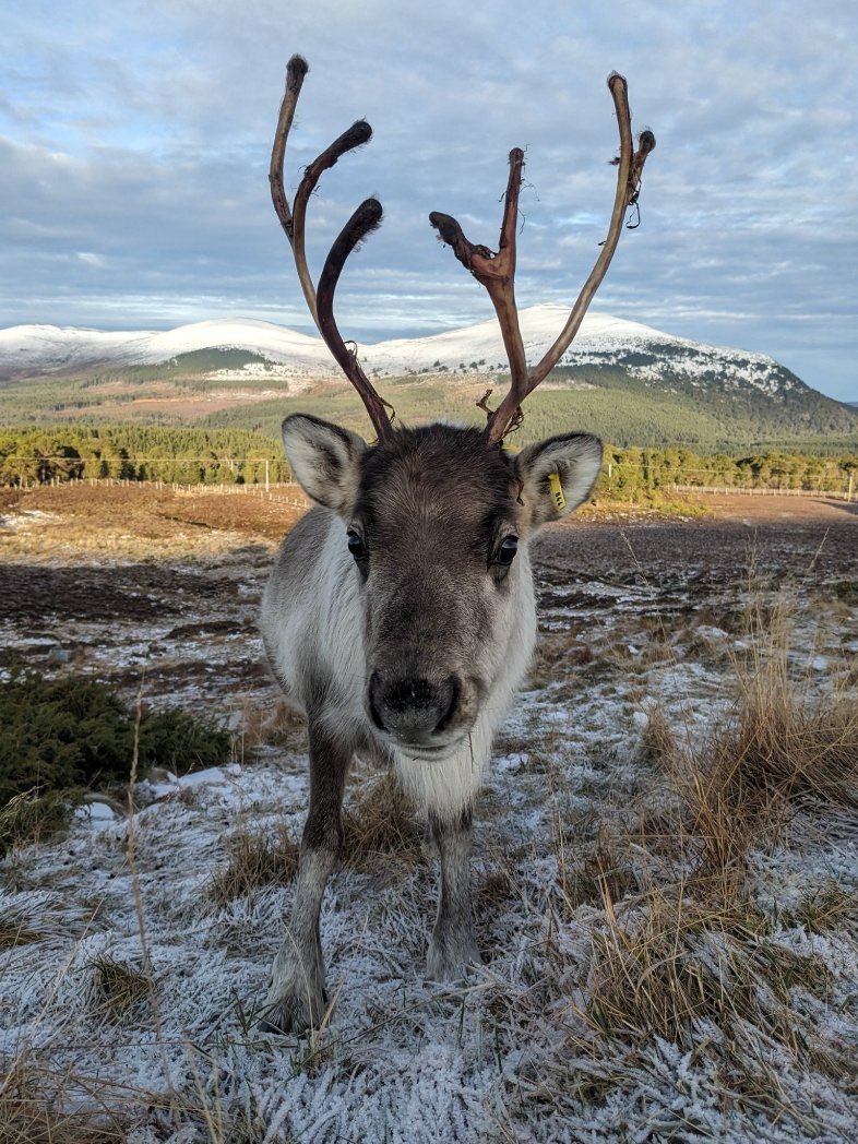 Phenrir 𓃝 tweet media