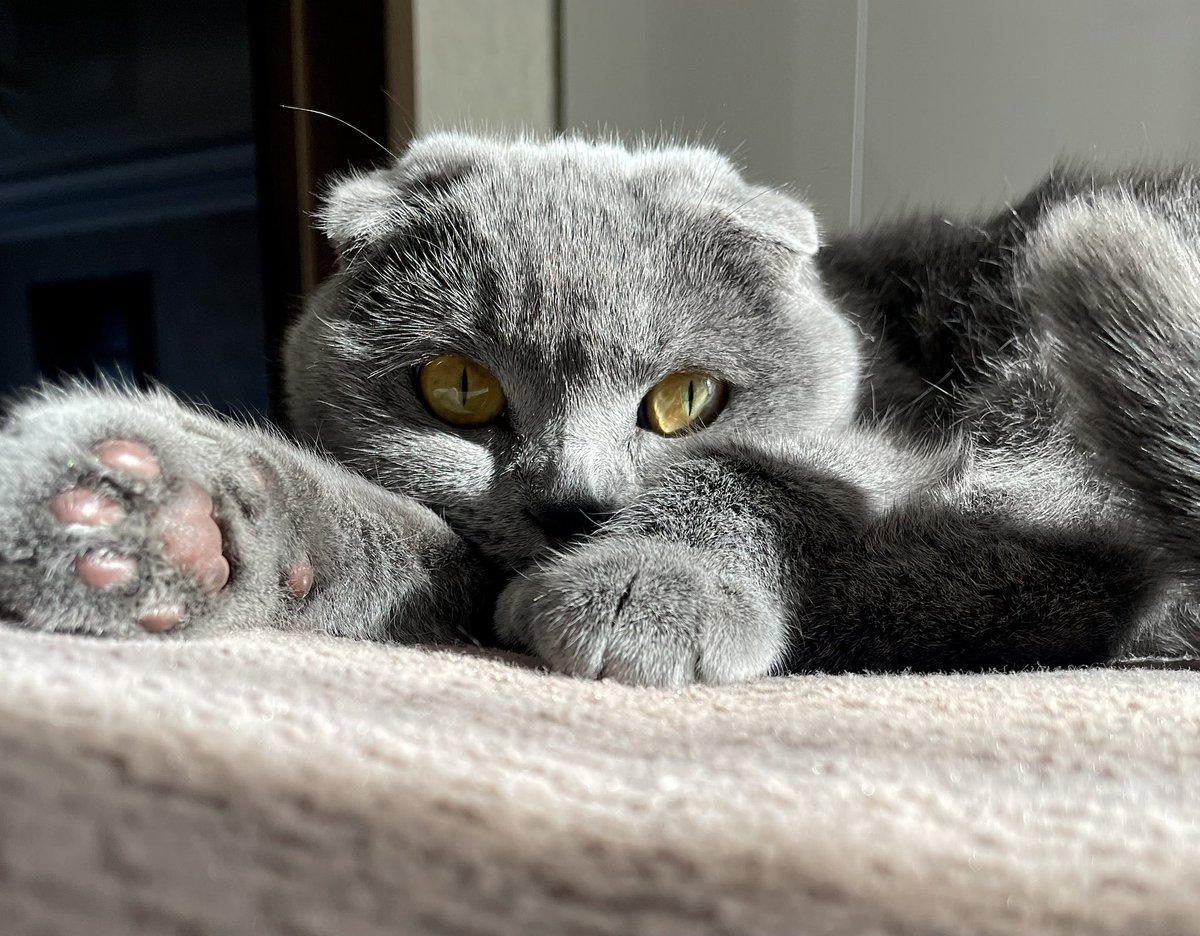 зла Відьма tweet media