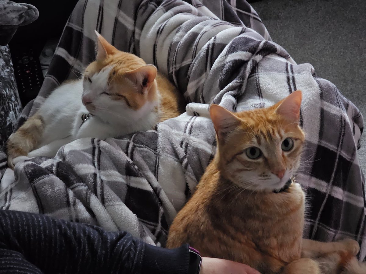 MangoAndChutney 🐈🐈 tweet media