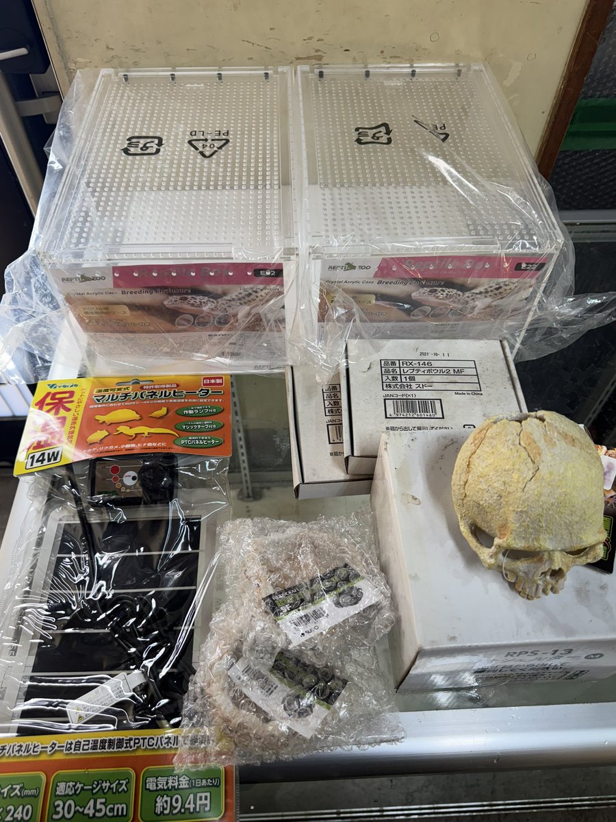 爬虫類専門Shop Listy Lizards List tweet media