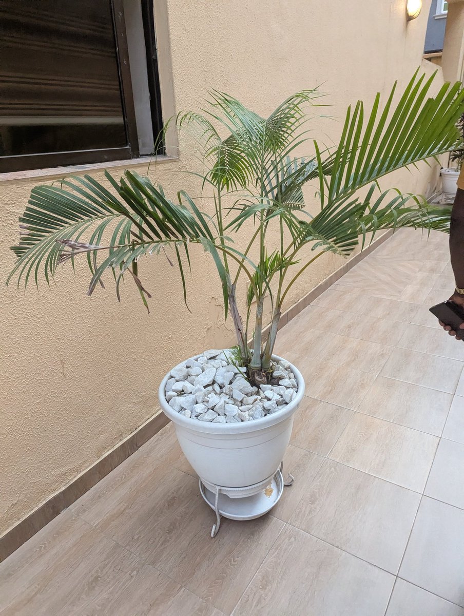 NUMERO UNO tweet media