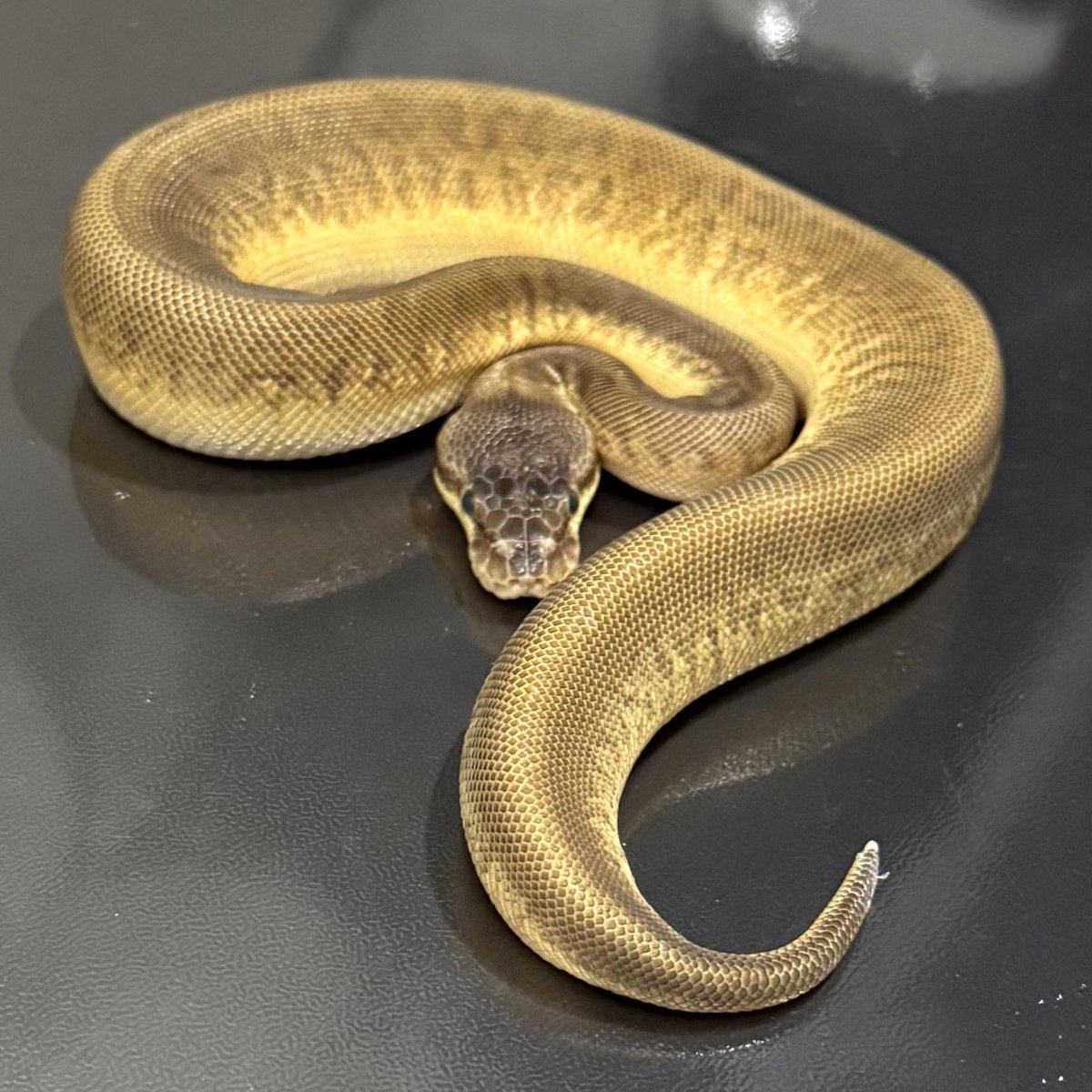 Side-B Collection tweet media