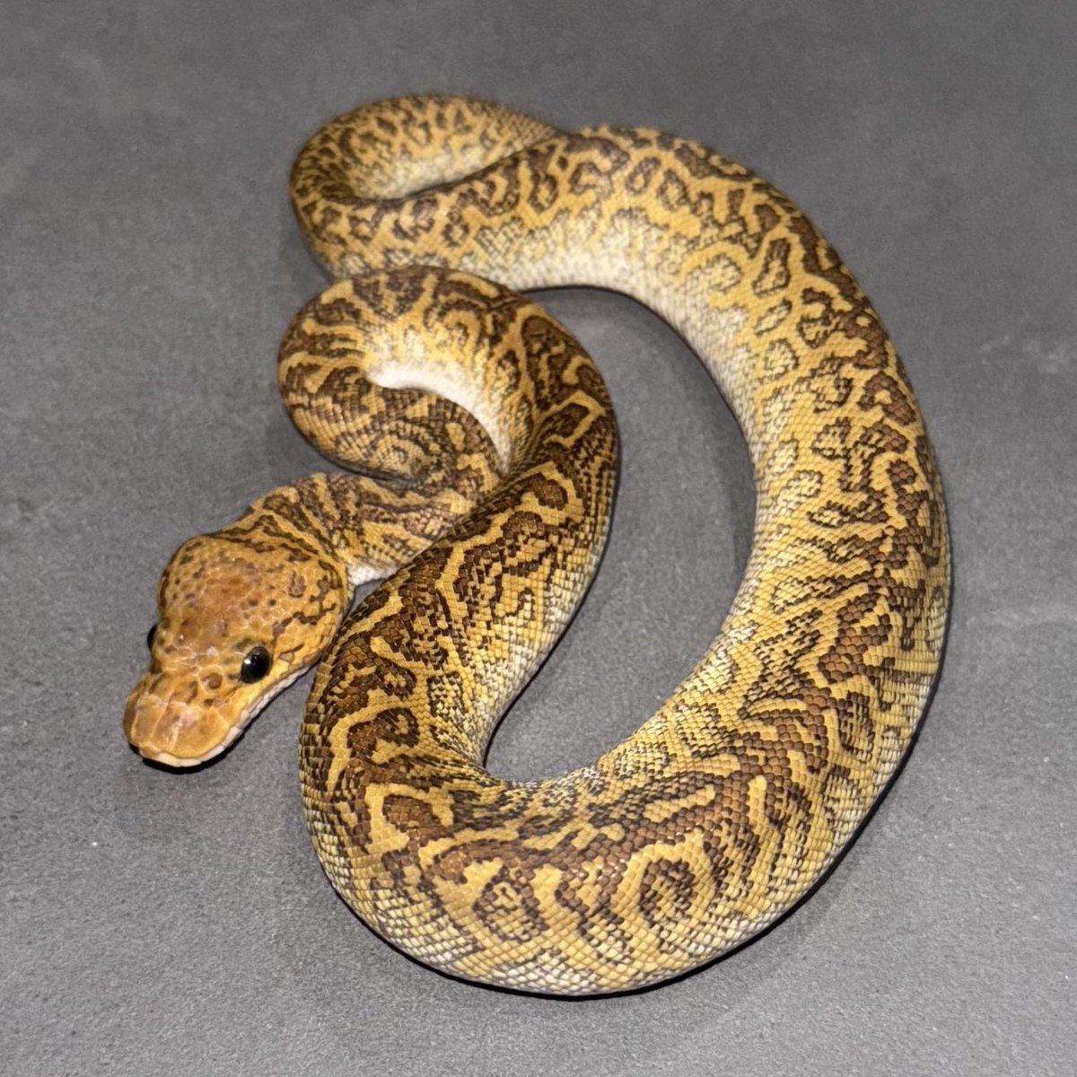 Side-B Collection tweet media