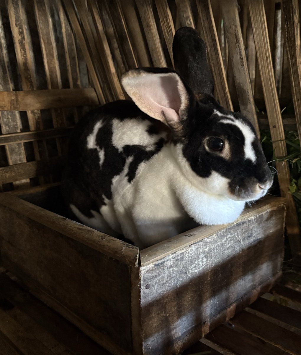 कुम्भकर्ण tweet media