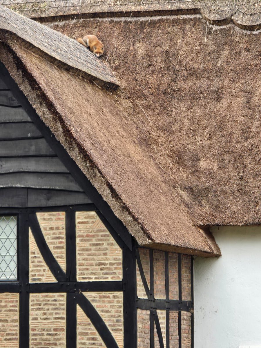 Chris Packham tweet media