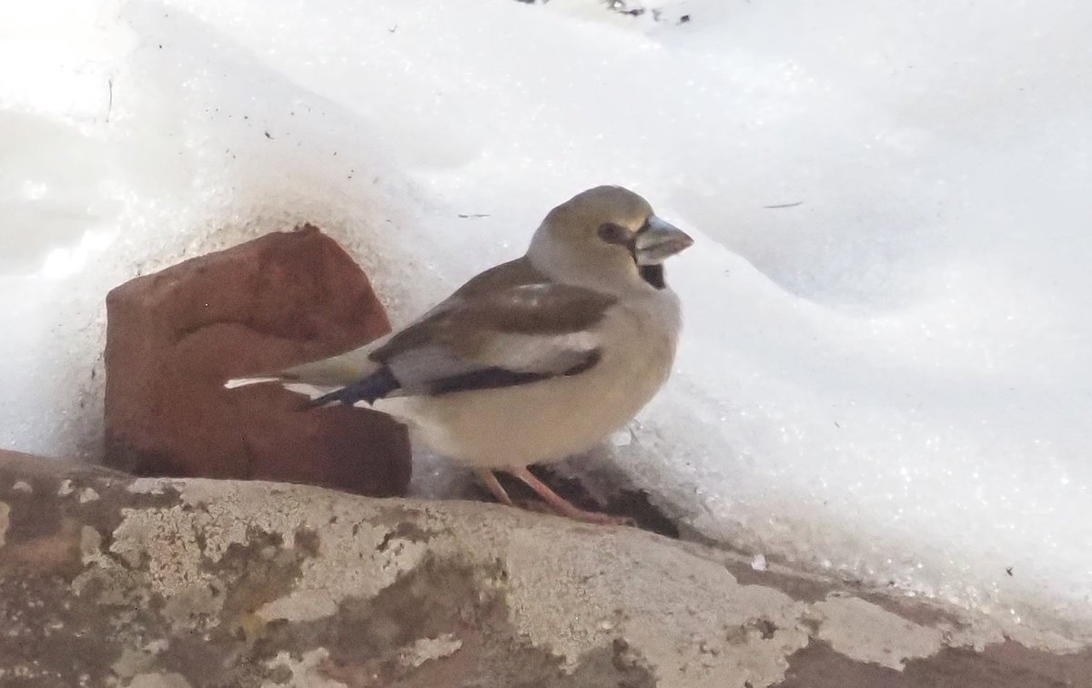 Barcelona Birding Point tweet media