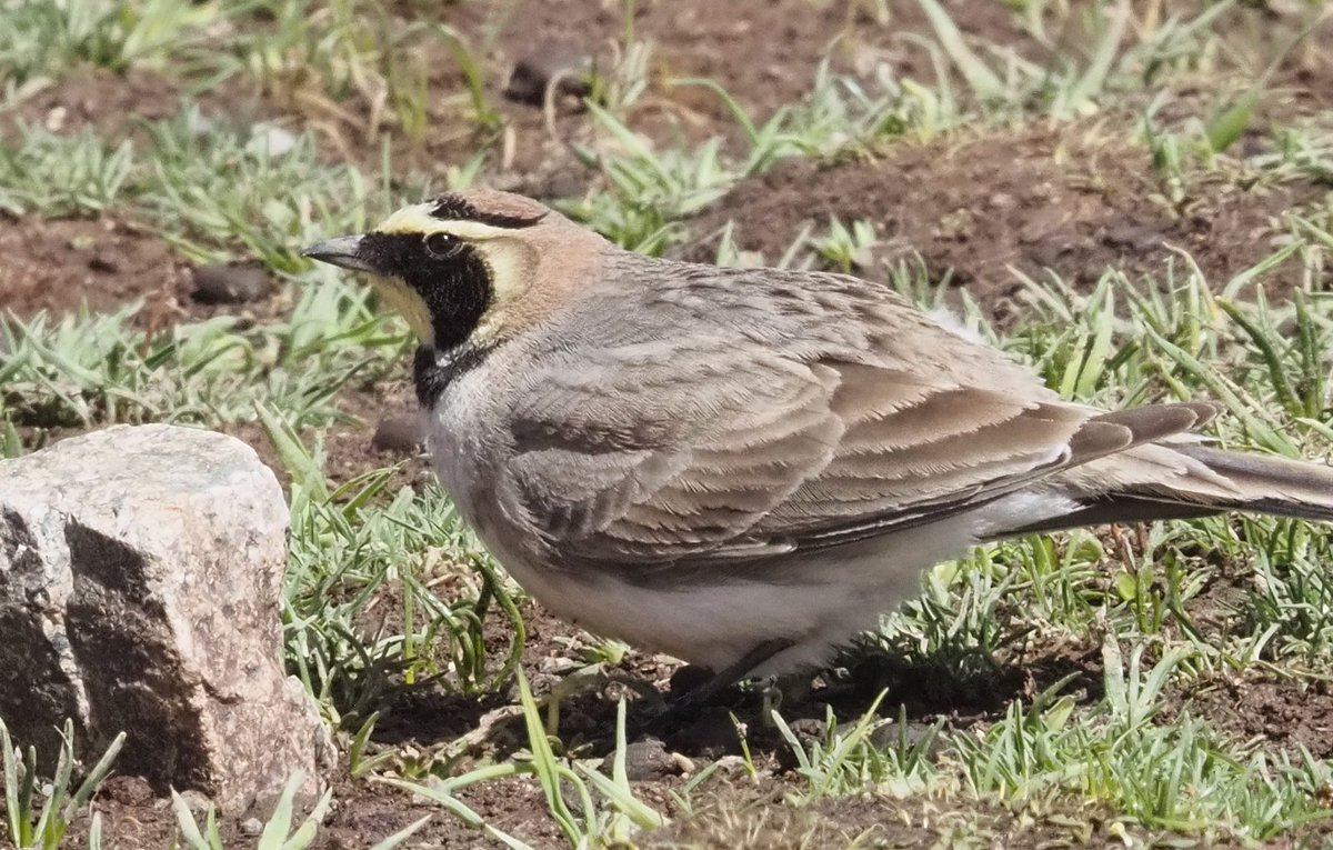 Barcelona Birding Point tweet media