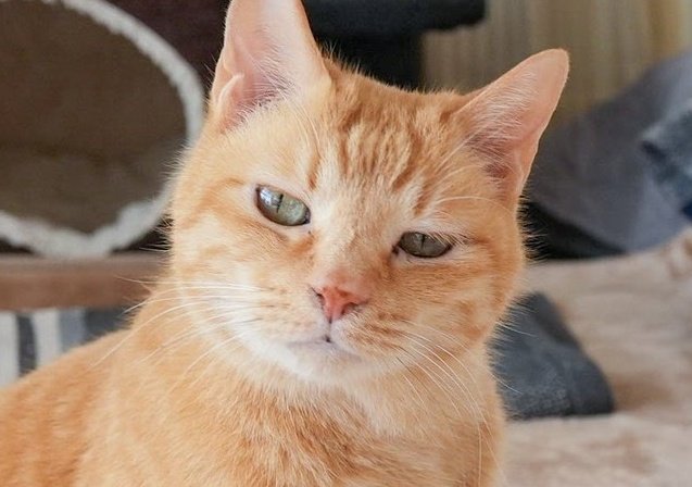 ききつ tweet media