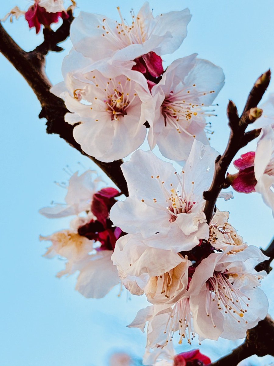 yone_mado's tweet photo. ちょっとだけ咲いてた🌸

#桜
#開花 https://t.co/iwnvlDKuNj