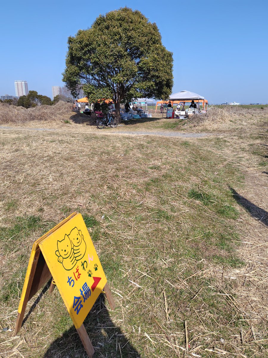 ちばわん(犬猫保護) tweet media