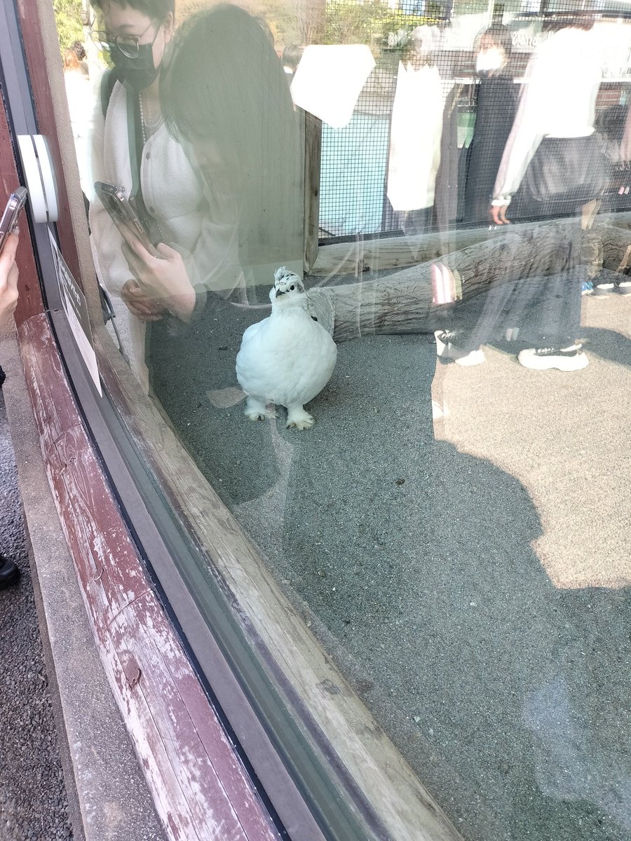 suiseiseibutu's tweet photo. スバールバルライチョウ可愛すぎか https://t.co/Ev1gPUH5dW
