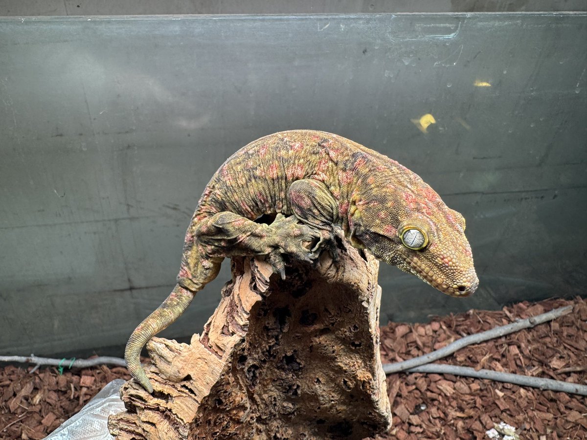 Reptile shop Listy Lizards List(ジャイゲコ部) tweet media