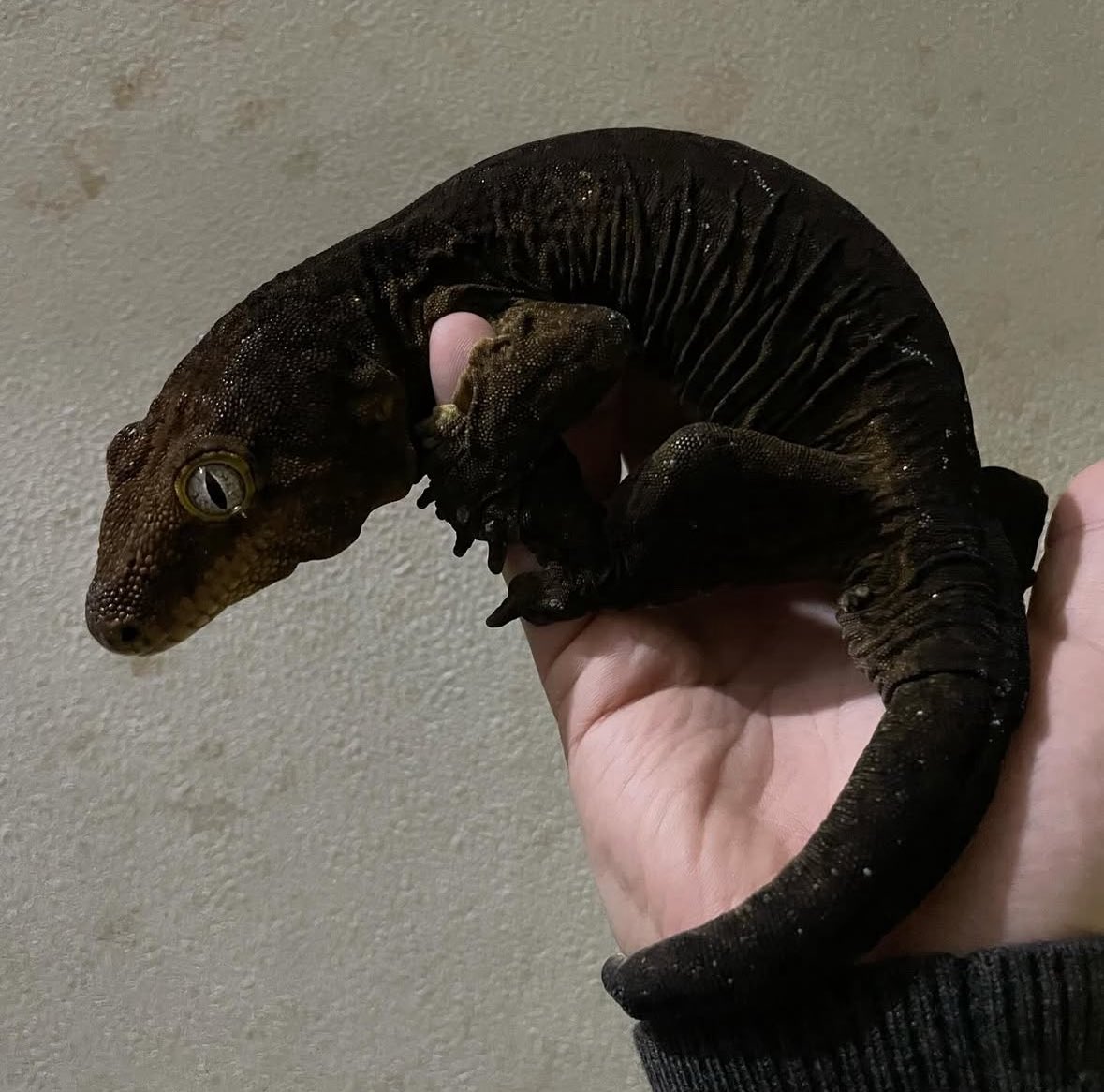 Reptile shop Listy Lizards List(ジャイゲコ部) tweet media