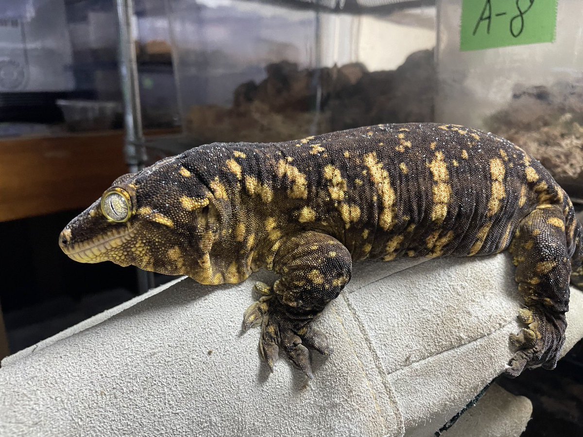 Reptile shop Listy Lizards List(ジャイゲコ部) tweet media