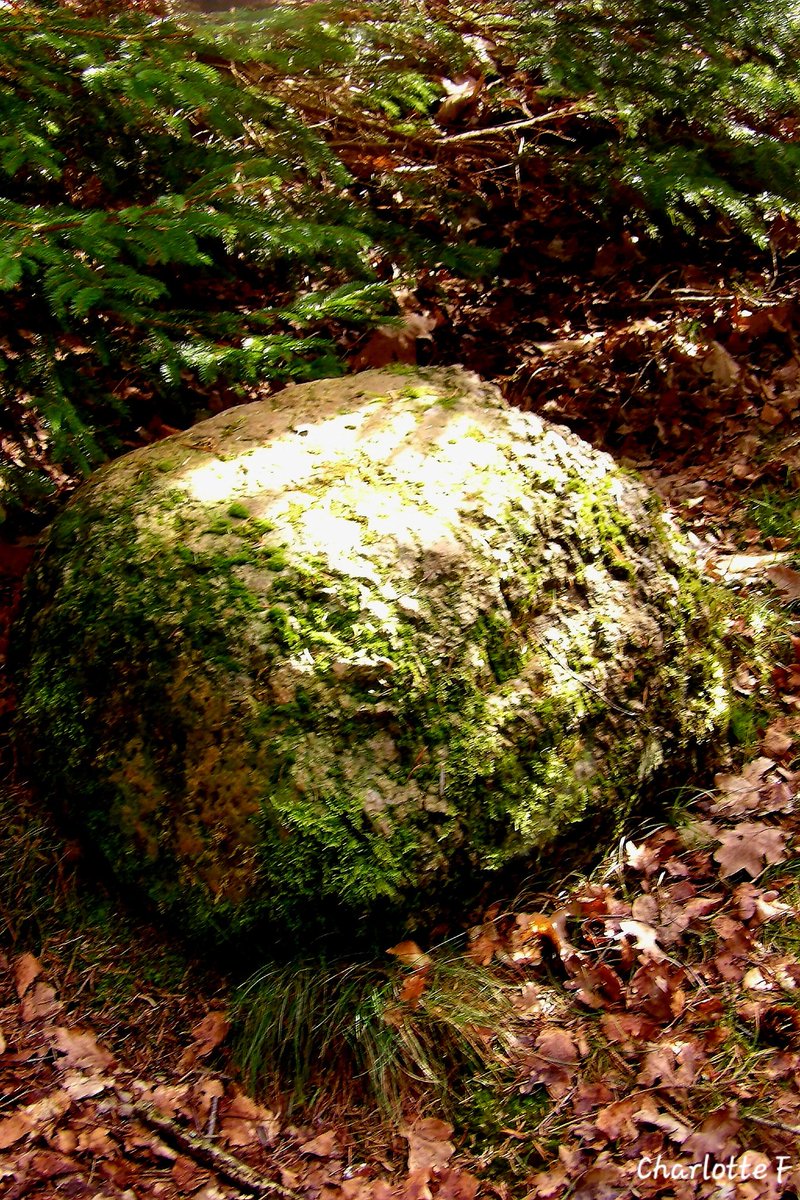 Charlotte tweet media