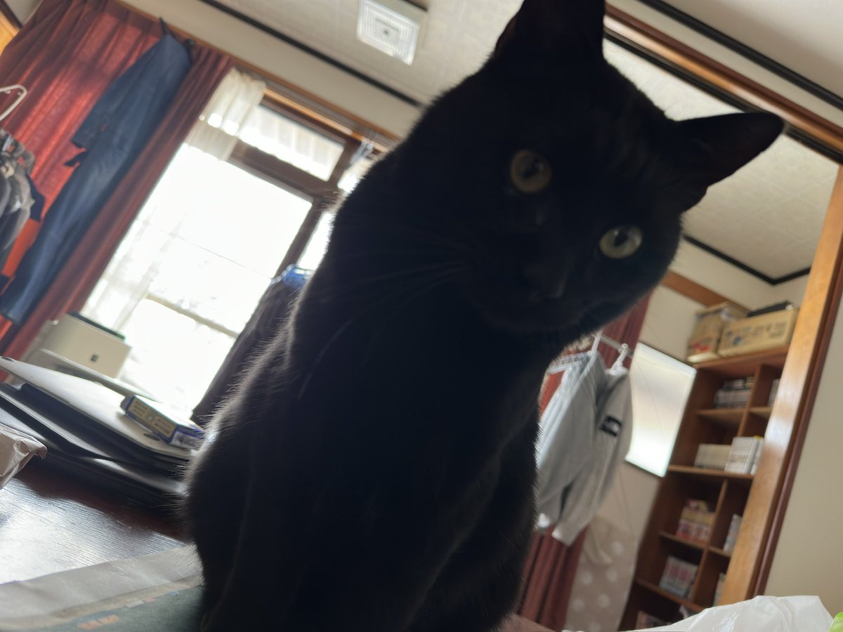 as_suuu's tweet photo. うちの猫見ろよ!!!! https://t.co/e4PV7Hxuio