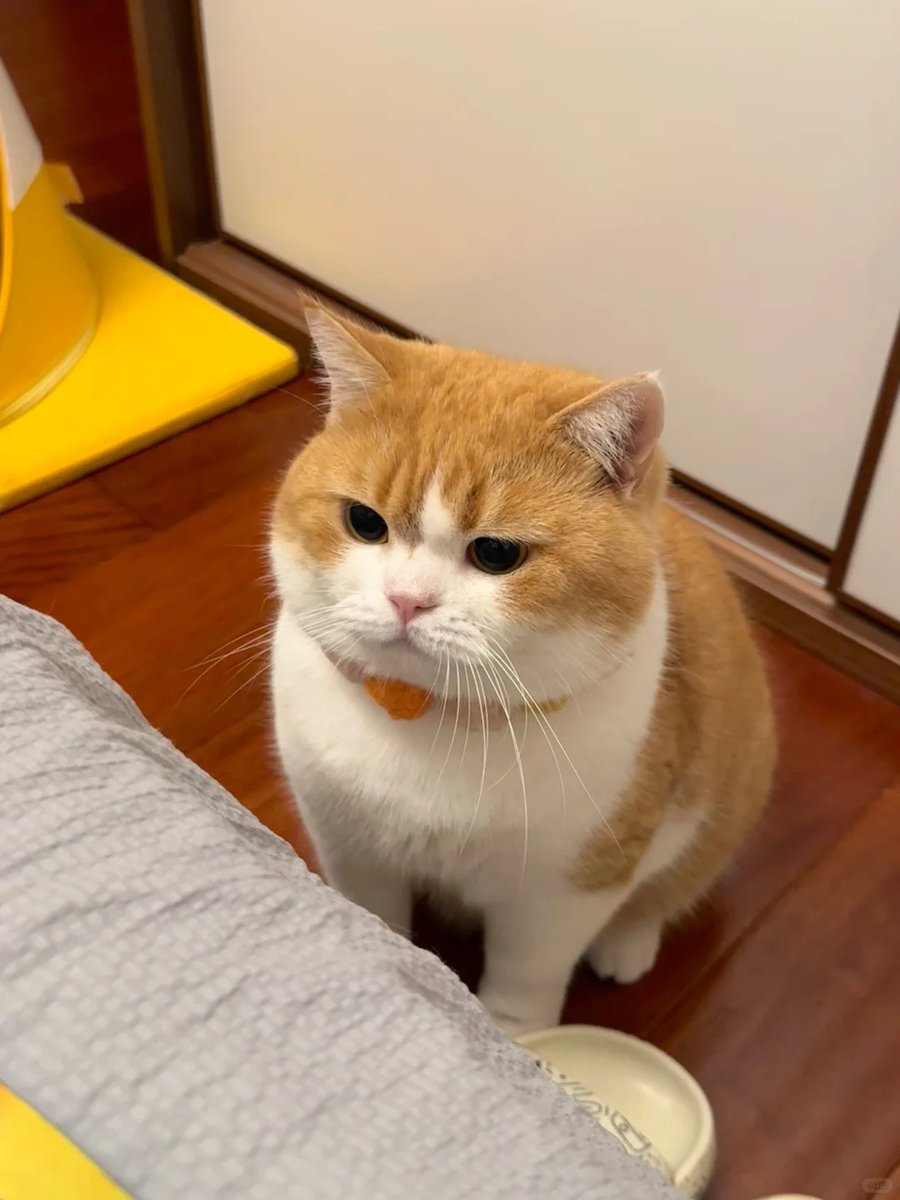 cutest cats tweet media