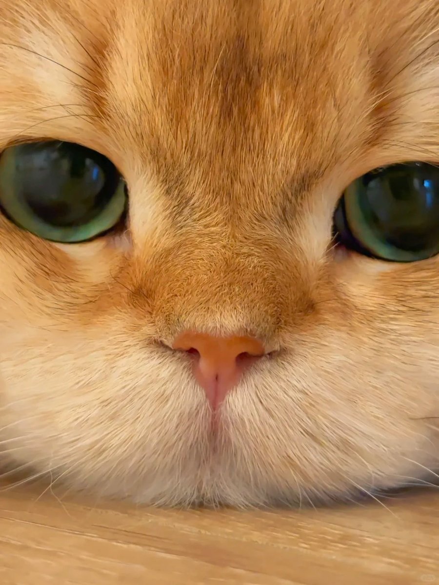 cutest cats tweet media