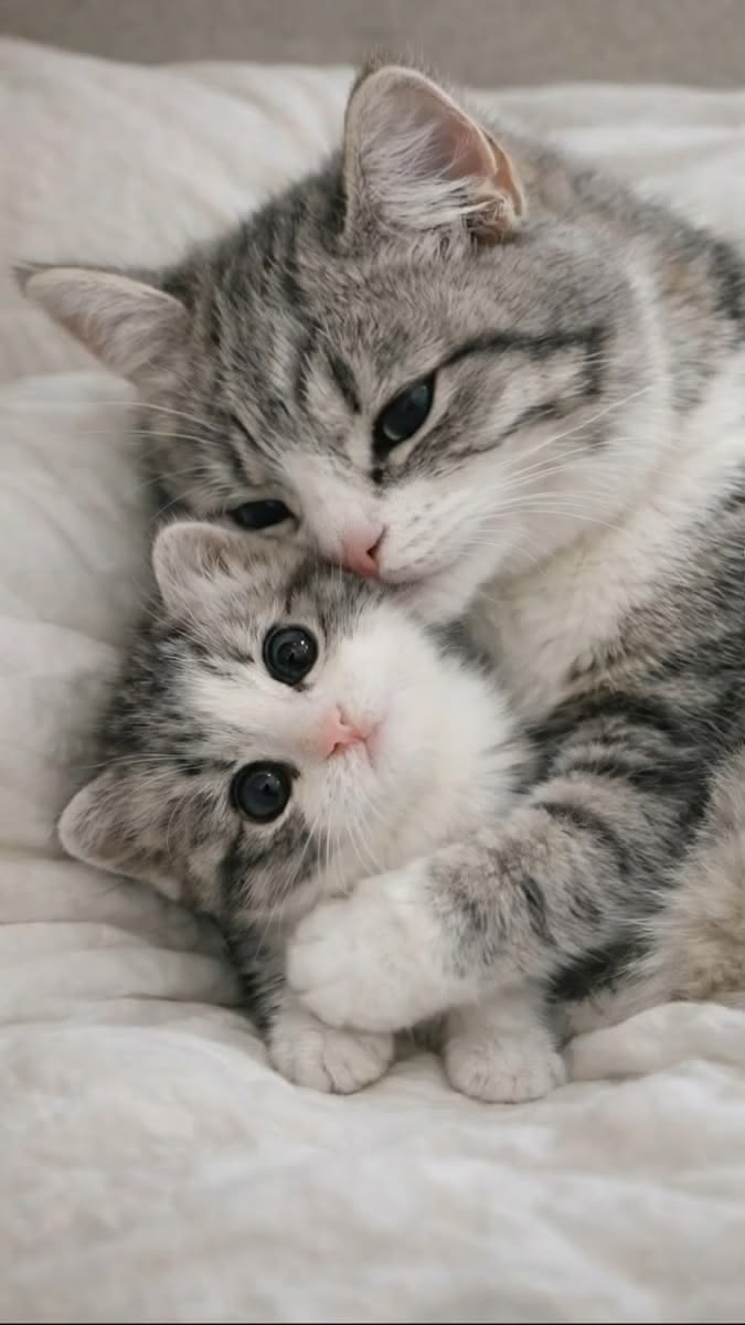 cutest cats tweet media
