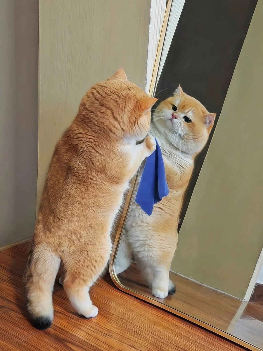 cutest cats tweet media