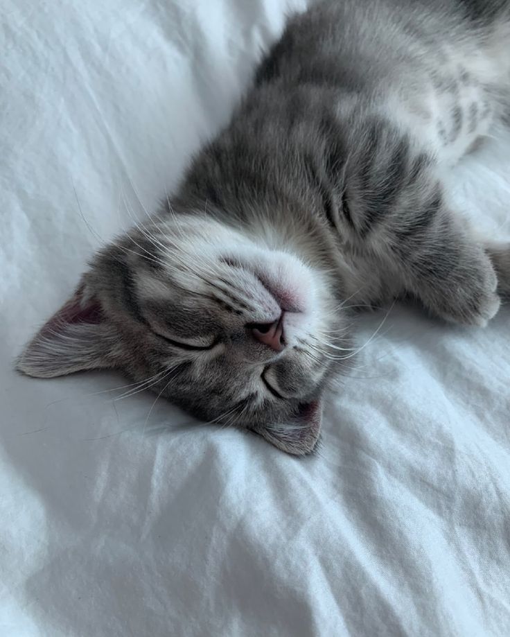 cutest cats tweet media