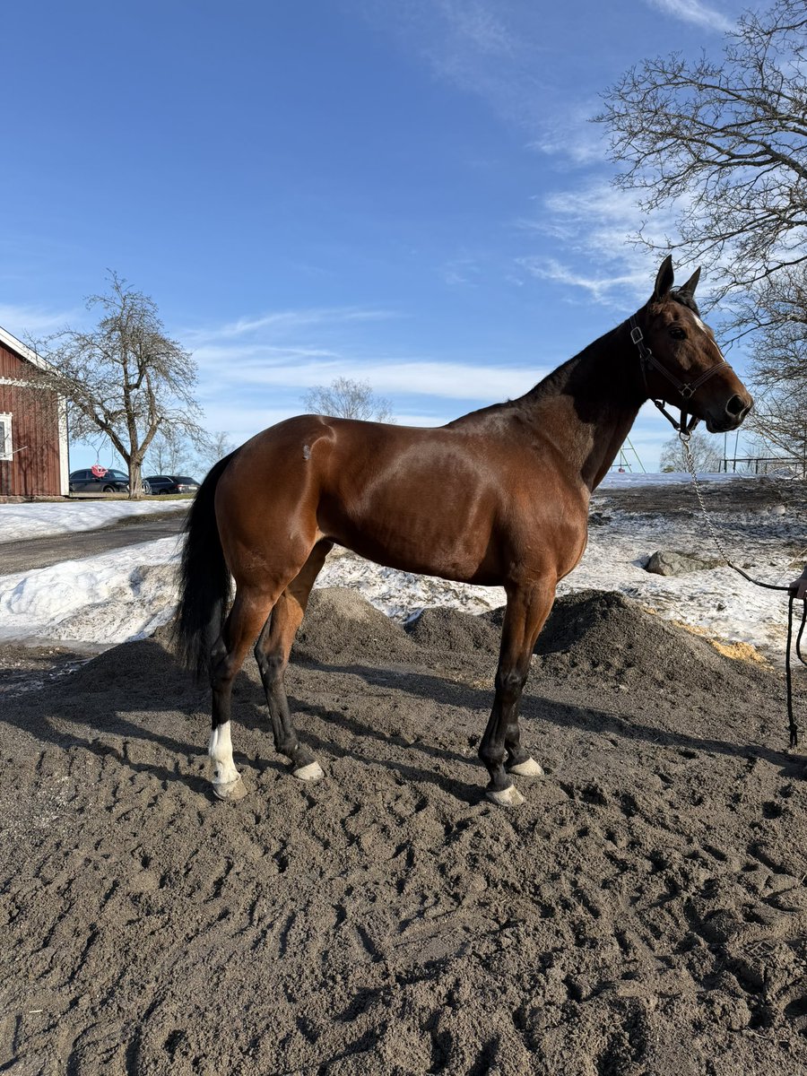 Emma Mattsson tweet media