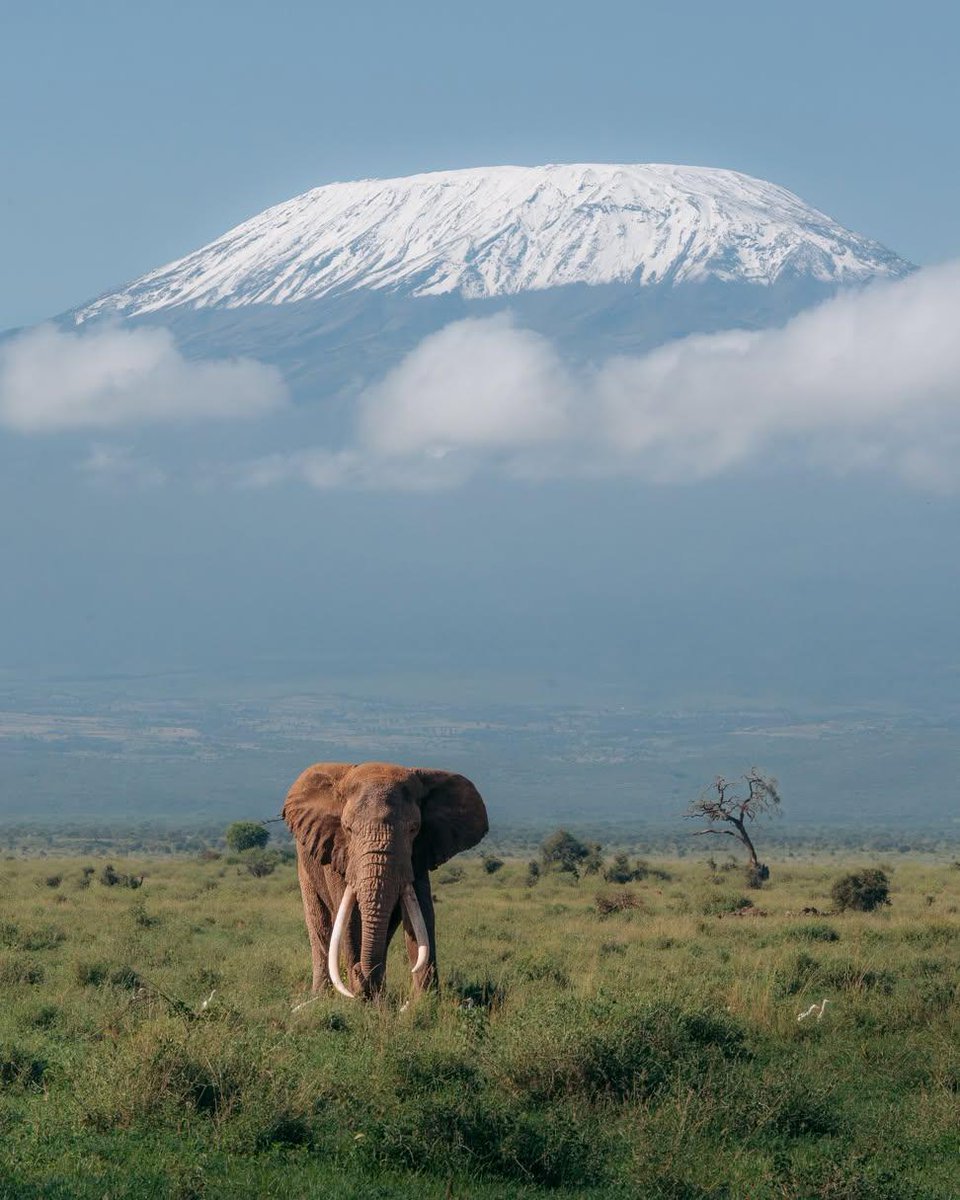 Hot take: No place in the world is as cute as Amboseli National Park, Kenya🇰🇪