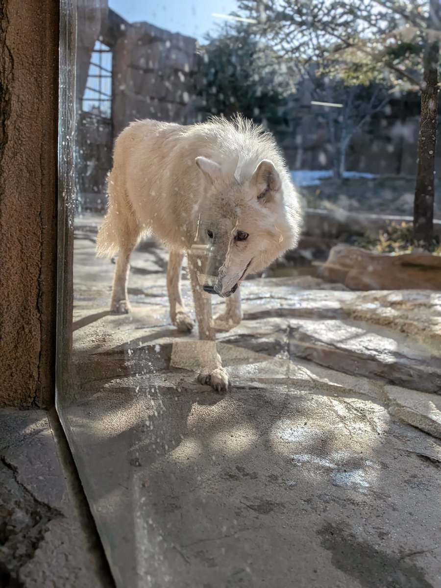 Huekata's tweet photo. 社員旅行1日目 那須どうぶつ王国
動物園とかでも中々見ない種類の動物とかが多く、とても良かった！
スケジュールが押してて時間が2時間も無かったので、今度来ることあればゆっくり回りたい。
写真は沢山撮った中から、好きな4枚を選抜📸
#社員旅行
#那須どうぶつ王国 https://t.co/v0ixl5zek7