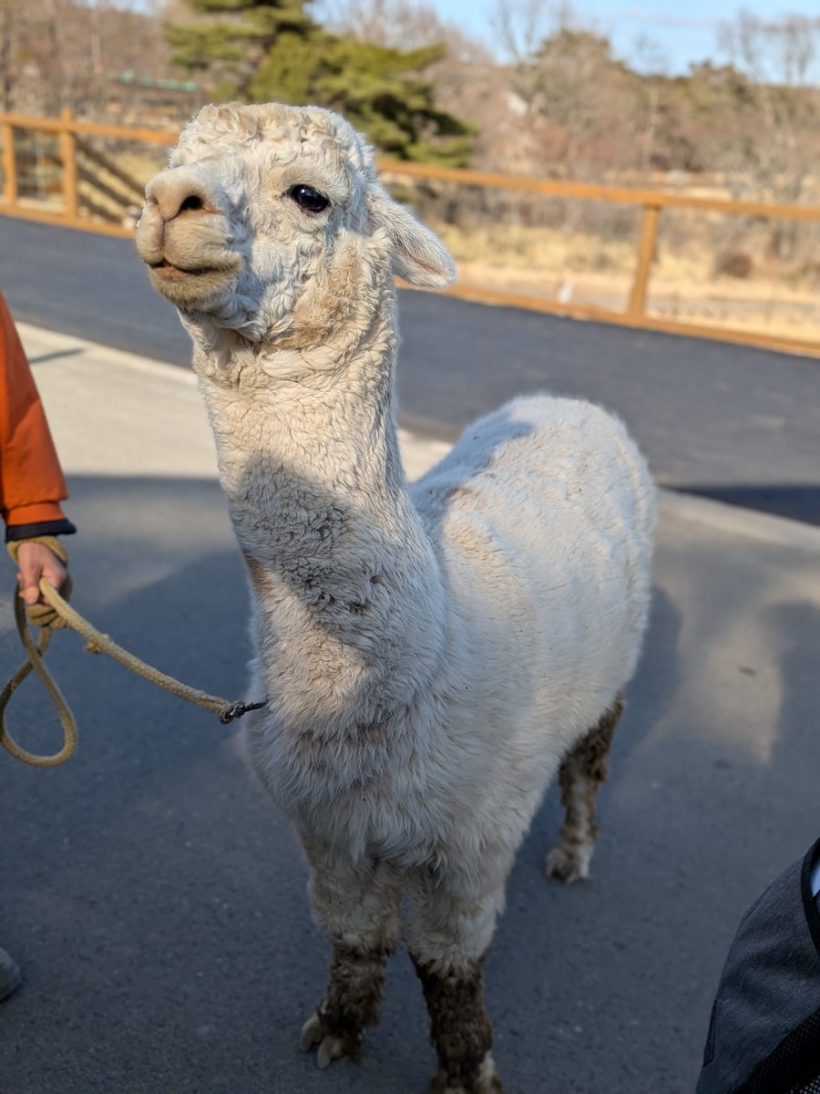 Huekata's tweet photo. 社員旅行1日目 那須どうぶつ王国
動物園とかでも中々見ない種類の動物とかが多く、とても良かった！
スケジュールが押してて時間が2時間も無かったので、今度来ることあればゆっくり回りたい。
写真は沢山撮った中から、好きな4枚を選抜📸
#社員旅行
#那須どうぶつ王国 https://t.co/v0ixl5zek7