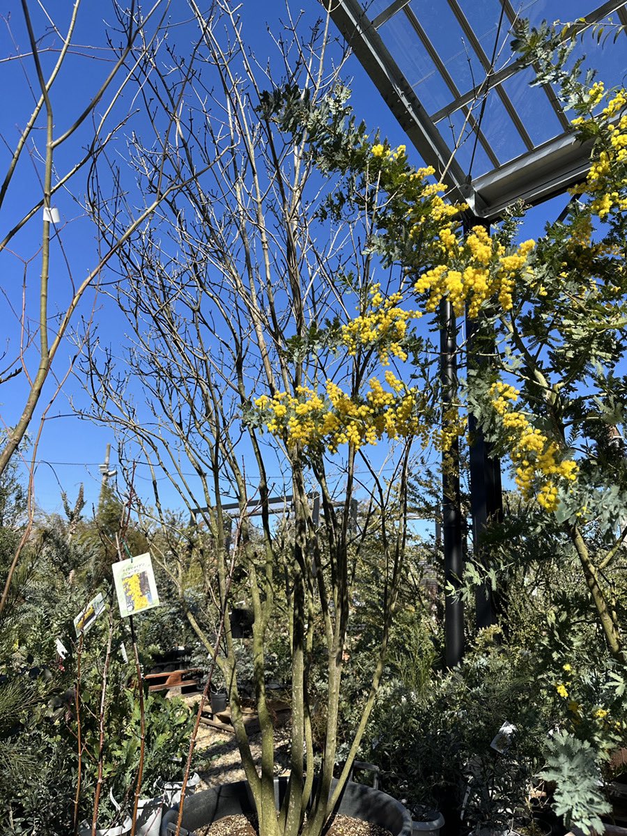 スタッフブログ】 いま植えたいシンボルツリー! 樹形の良い“一点モノ
