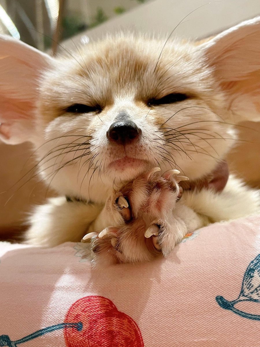 おすましエマちゃん🦊
おててがかわいい💞

#フェネック #fennec #横浜中華街 #yokohama #animals