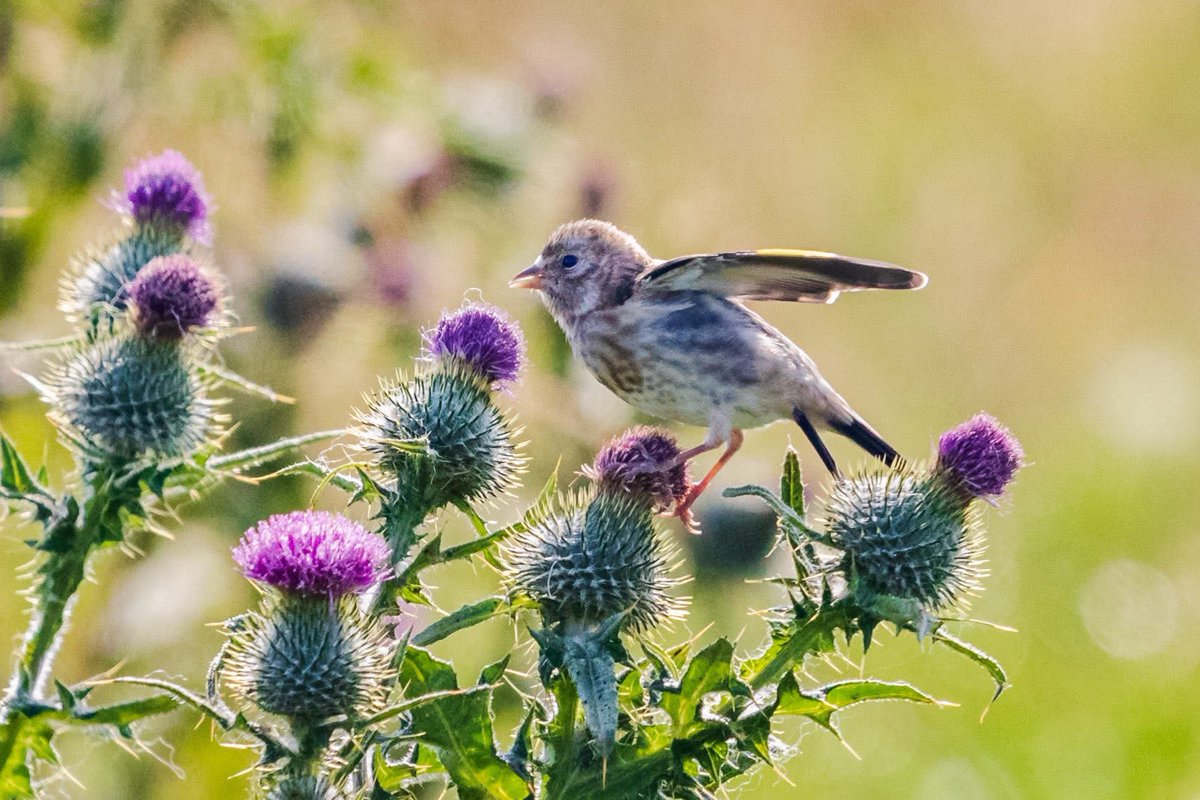 Philip Lymbery tweet media