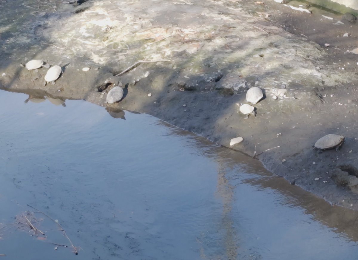 JR2IPN's tweet photo. 近所の公園でほ、昨週はチラホラだったサクラが満開です。
サクラは、#タイリョウザクラ です。
カメたちも姿を現し、甲羅干しの真っ最中！ https://t.co/sKpYyCjwF3