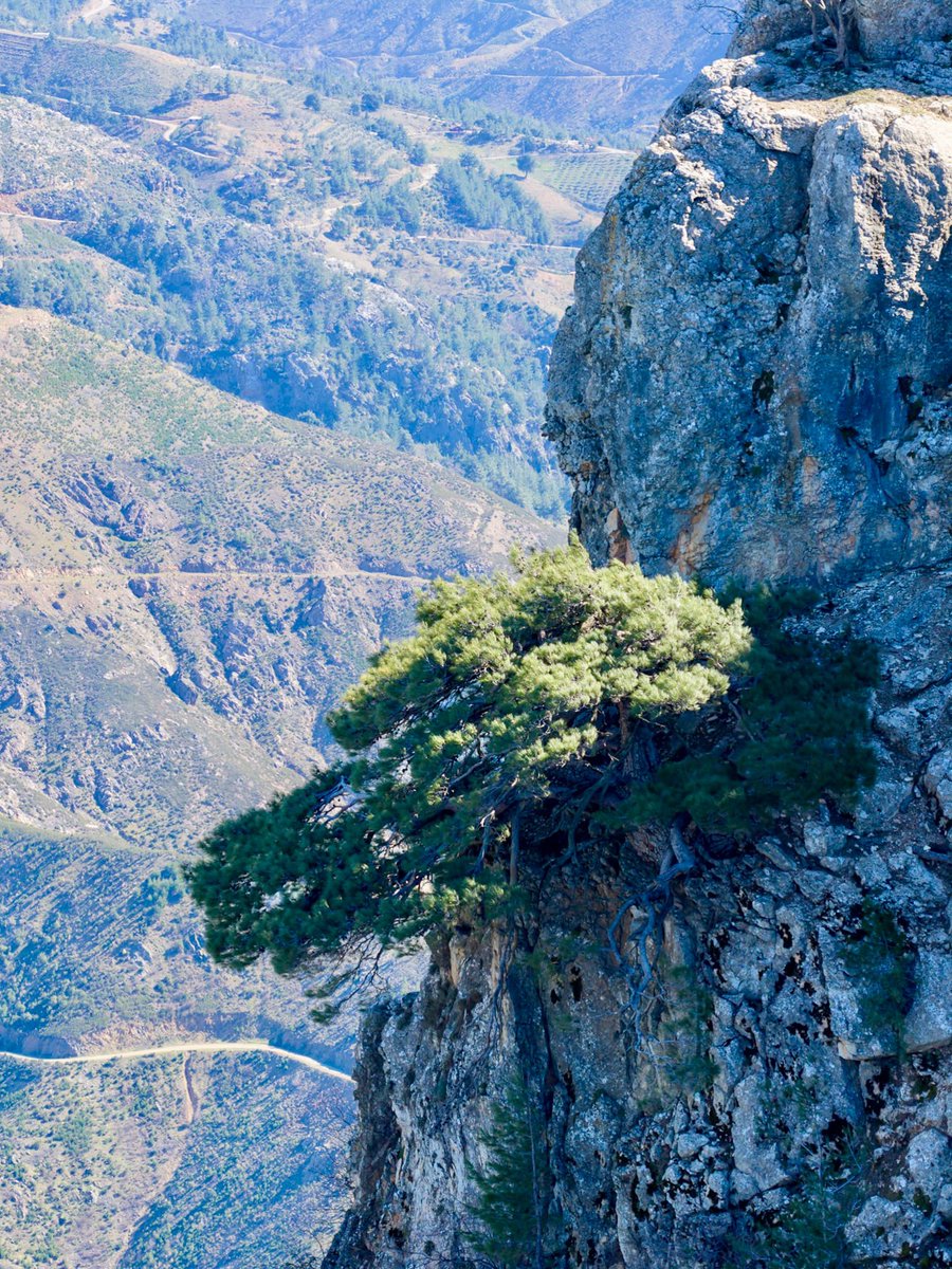 Şartlar ne olursa olsun, kök salmaya devam ediyoruz. 💚🌳

📍 Kozan / Adana
