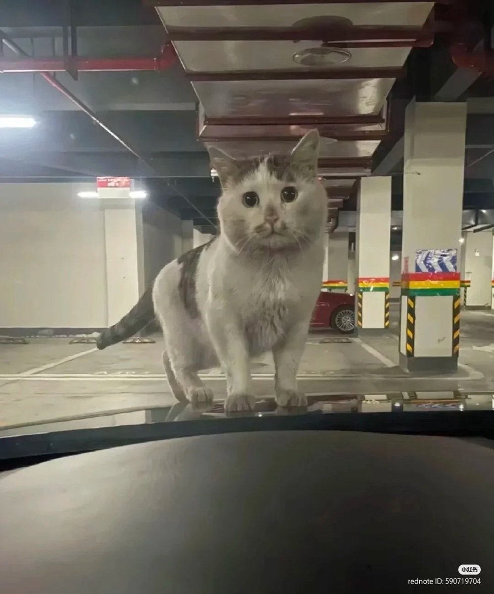 No Context Cats tweet media