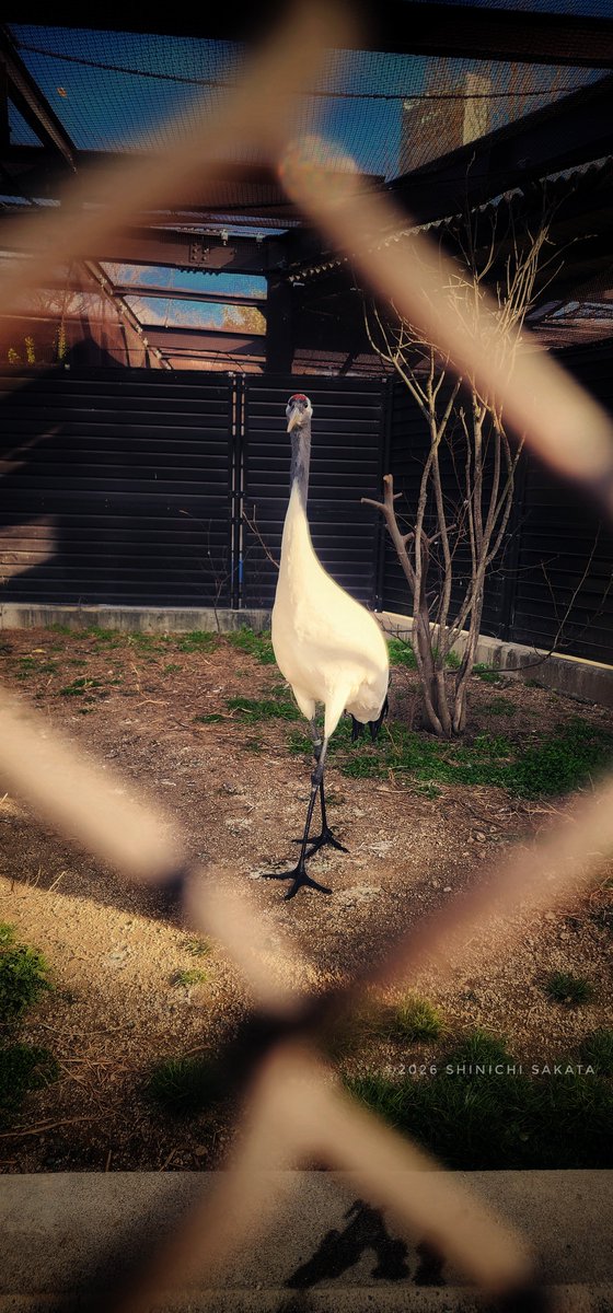 動物園写真家 阪田真一（サカタシンイチ） tweet media