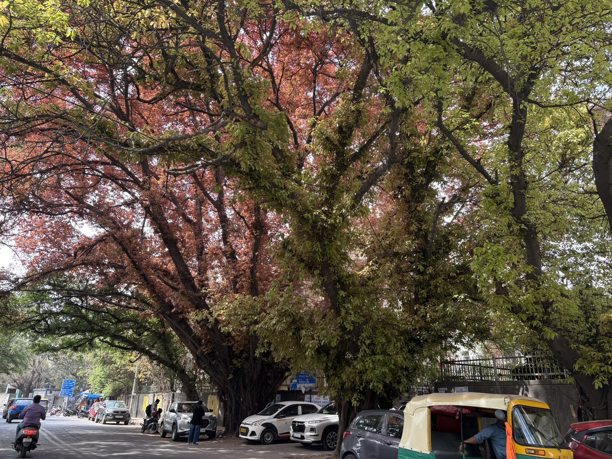 Lavendermist15's tweet photo. Delhi’s amazing #trees come alive in #spring 🍂🍃💛
#delhitrees #pilkhan #ficusvirens https://t.co/iY2n68AWjv