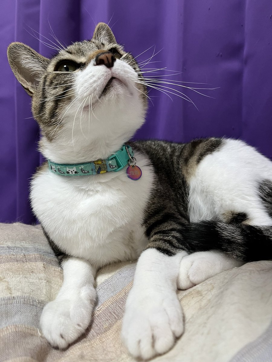 真秀&amp;俊朗。俊朗はFIPの治療が終わって2ヶ月経過し…再発もなく元気に過ごしております。4月に念のための検査をもう1回する予定です。色々大変でしたが、やっと少し落ち着いてきた感じです(*´-`)