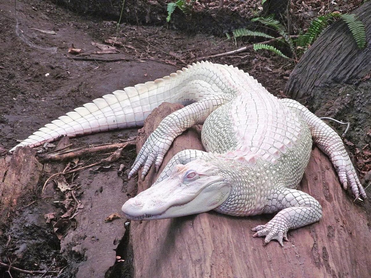 samrujlok's tweet photo. จระเข้เผือก #แอลลิเกเตอร์เผือก หรือ White Alligator จระเข้ที่มีความผิดปกติของเม็ดสีเมลานิน ทำให้พวกมันมีสีขาวตลอดตัว และมีดวงตาสีฟ้าเข้ม บางตัวมีดวงตาสีชมพู โดยแอลลิเกเตอร์เผือกที่ใหญ่ที่สุดที่เคยพบ มีน้ำหนักมากถึง 455 Kg. แอลลิเกเตอร์ (Alligator) จัดเป็นสัตว์ดึกดำบรรพ์มีชีวิตจำพวกหนึ่ง 

Doxzilla - โลกของสารคดี รอคุณอยู่ที่นี่ ดูสารคดี จากทั่วทุกมุมโลก สารคดีใหม่ทุกสั��ดาห์ พากย์ไทย 100% ดูได้ทุกอุปกรณ์  ! 🌍 
✨ สมัครง่าย เลือกวิธีชำระได้ตามสะดวก:
💳 บัตรเครดิต ที่ https://t.co/P0EULSkJxl เพียง 79 บาท/เดือน
📱 AIS สมัครกด *469# ดูฟรี 7 วันแรก ต่อไปเพียง 69 บาท/เดือน
🍏 iOS (Apple App Store) https://t.co/26aJvOjijY 79 บาท/เดือน
🤖 Android (Google Play) https://t.co/Qvz2hoyaA6  79 บาท/เดือน
โหลดแอปเลยทั้ง iOS, Android, Android TV, LG TV, Samsung TV และ ดูผ่าน Web browser  #สารคดี
@doxzillaworld
