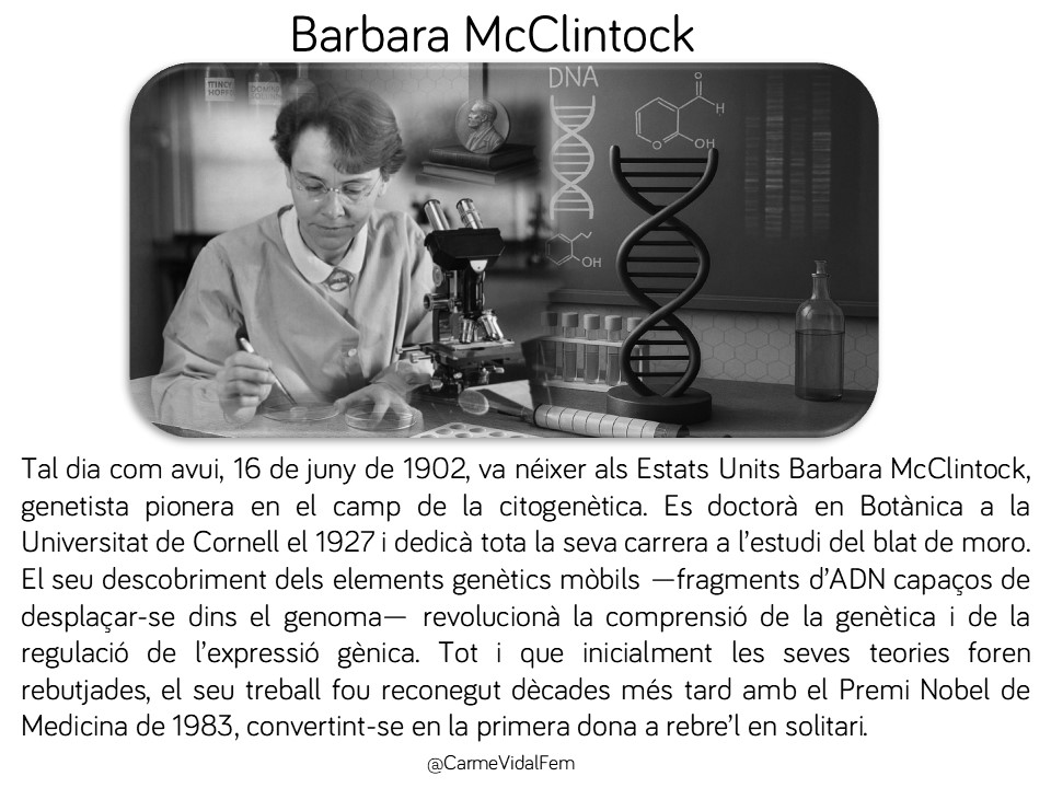 CarmeVidalFem's tweet photo. #taldiacomavui, 16 de juny de 1902, va néixer Barbara McClintock, genetista que descobrí els elements genètics mòbils. Va guanyar el Nobel de Medicina el 1983 #genètica #científiques #feminismes #donesquehanfethistòria #nobelprice #capdonaenoblit 🇺🇸🧬 https://t.co/2JXOQkl6US