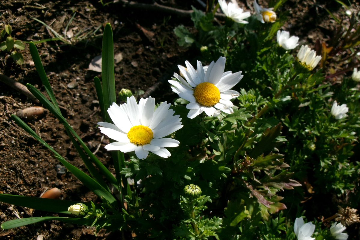 n5099's tweet image. ノースポール、という名前だそうです
#Kodak #fz55