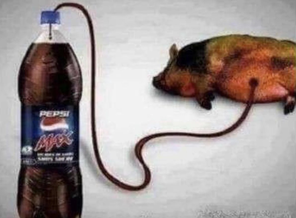 d_flog's tweet photo. @pepsi Pig that bleeds pepsi https://t.co/tISFPoKIq3