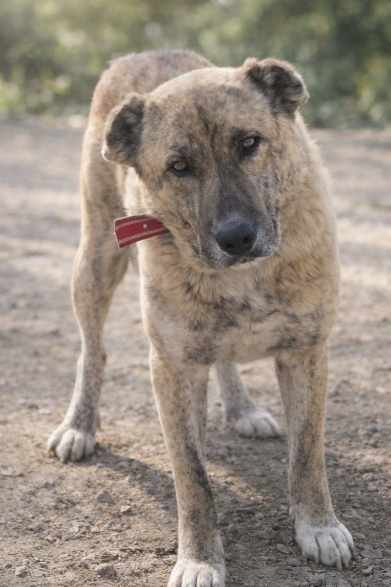 Ben Aliş. Bayramda Aç Kalmak İstemiyorum 🐾

Bayram geliyor.
İnsanlar baklava yiyecek.

Bizim Diyarda ise
350 köpek için mama hazırlanıyor.

Bayramı rahat geçirmek için
140 paket mama almamız gerekiyor.

1 paket mama: 700 TL

Bir paket mama =
Aliş ve arkadaşlarının tok bir günü.