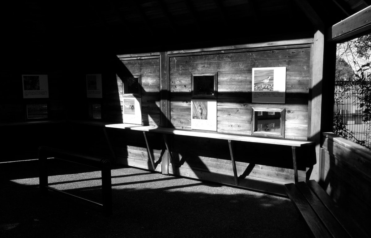 n5099's tweet image. お花以外はモノクロで
#Kodak #fz55