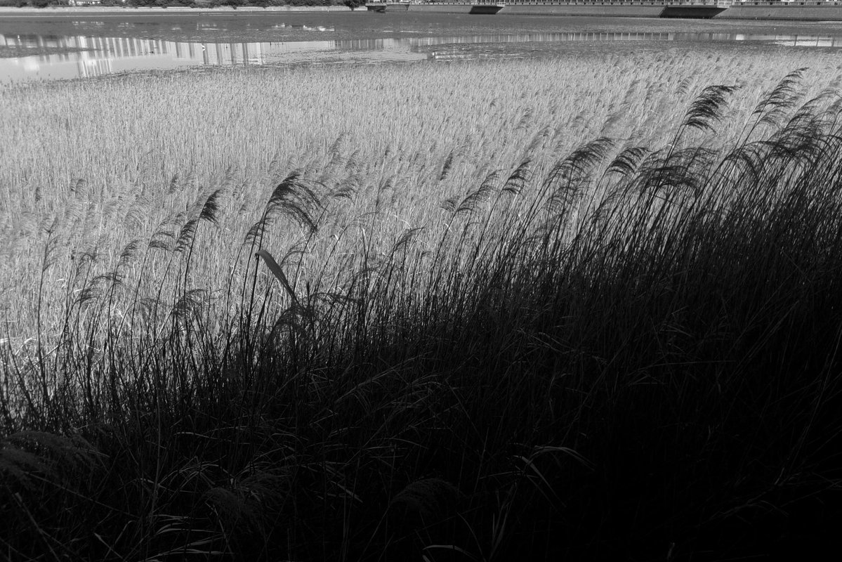 n5099's tweet image. お花以外はモノクロで
#Kodak #fz55