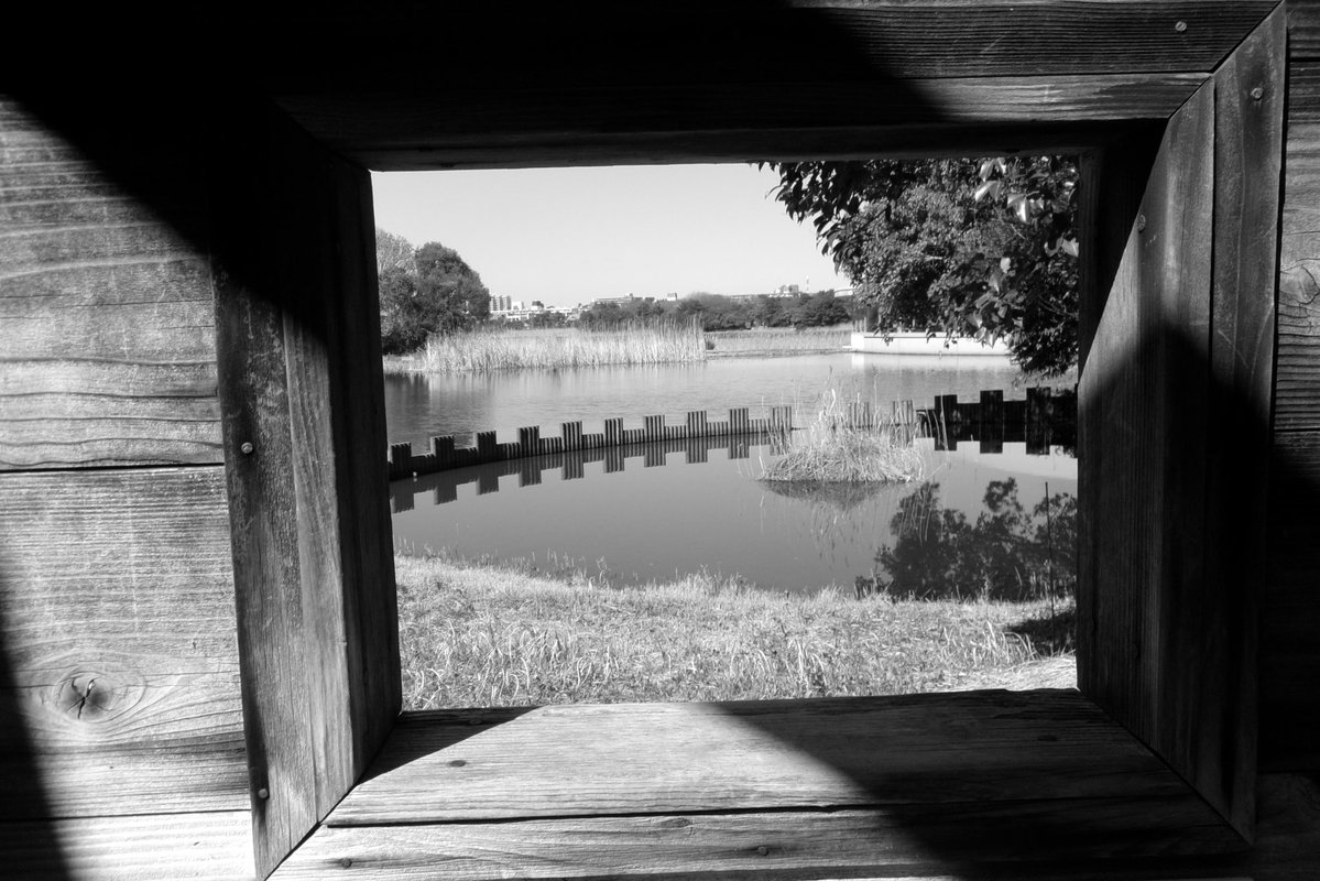 n5099's tweet image. お花以外はモノクロで
#Kodak #fz55