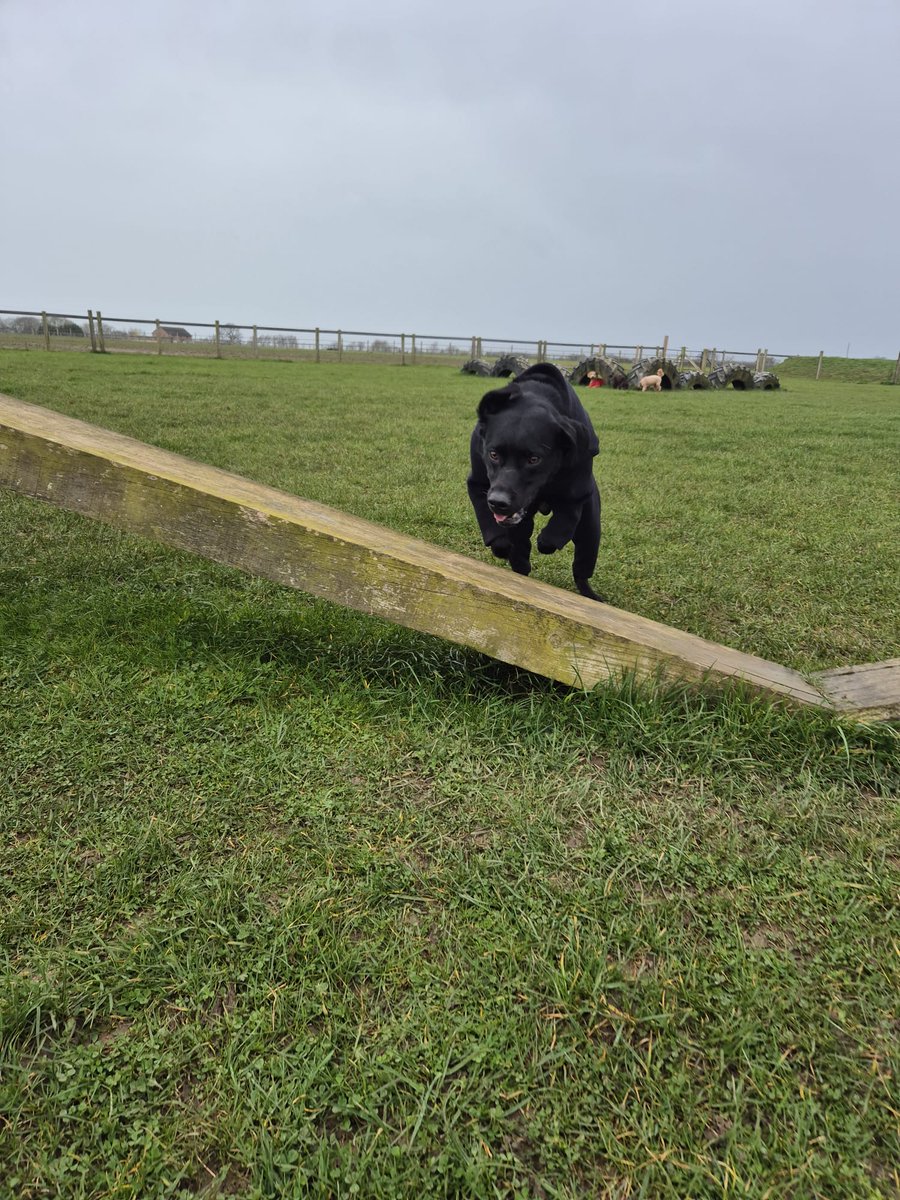 🌟ALLIE YARM 🌟 tweet media